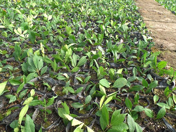 火焰衛(wèi)矛扦插