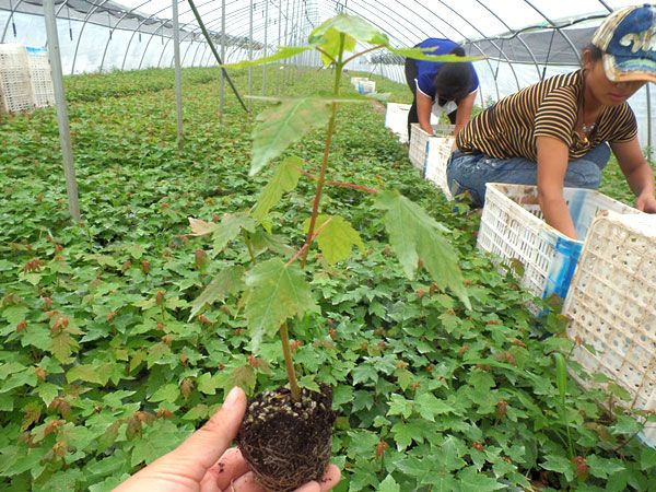 紅點(diǎn)紅楓扦插苗