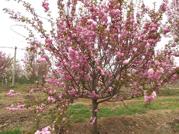 苗木種植土壤改良有哪些方法？