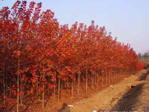 美國(guó)紅楓秋火焰